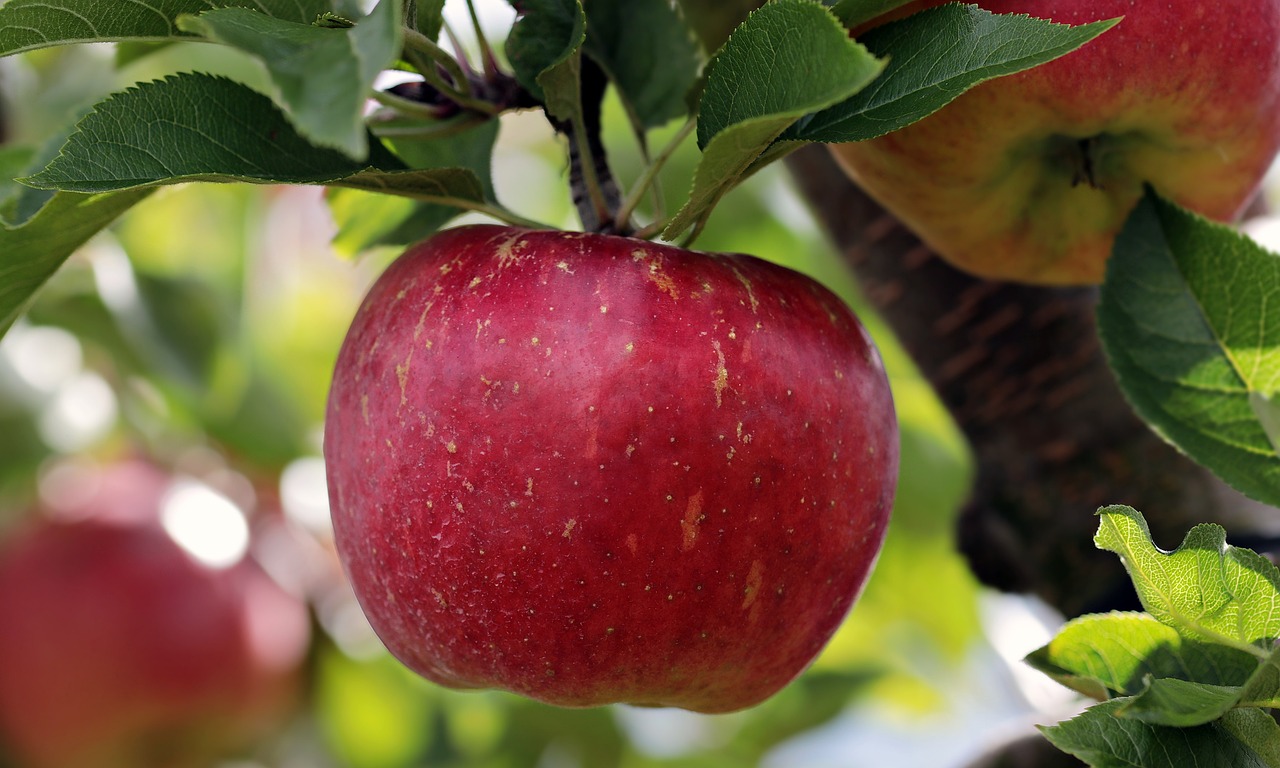 Korzyści z nasion jabłek